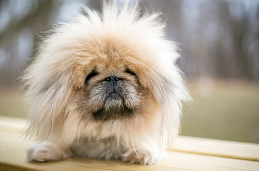 A fluffy purebred Pekingese dog with a grumpy expression