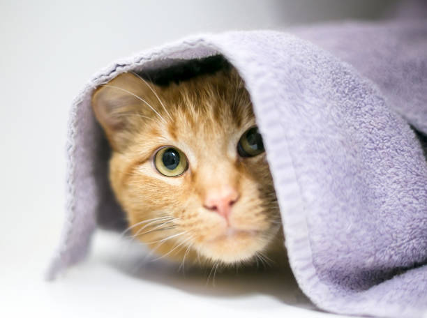 istock A shy orange tabby shorthair cat under a blanket 2026151860