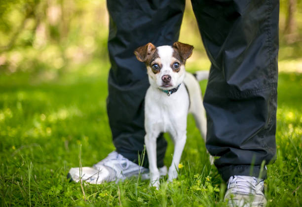 A small Chihuahua mixed breed dog standing between a person's legs