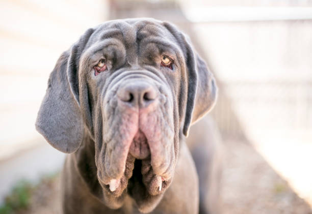 istock A Neapolitan Mastiff dog with ectropion 2026155194