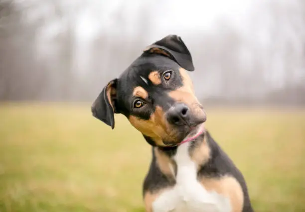 A tricolor mixed breed dog looking at the camera and listening intently with a foggy background