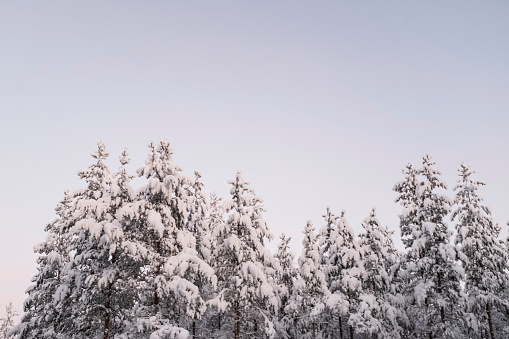 White frosty snow landscape in arctic circle polar fir forest in winter season in Rovaniemi, Finland