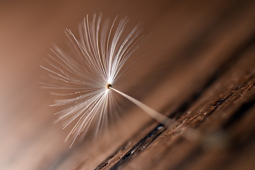 Macro close up of a single dandelion seed on a flat wooden surface