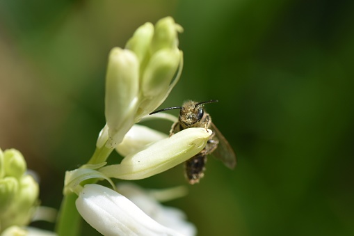 Macro close up of a white coloured bluebell flower with a wasp looking over a bud at the observer, against green background