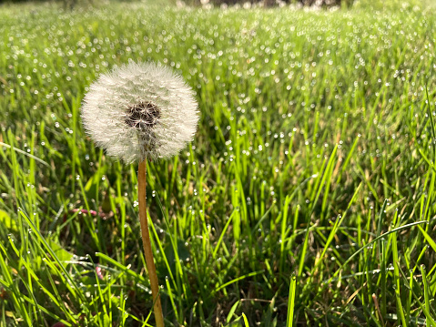 Seed head of a dandelion rises above the dew covered grass in a Midwest USA lawn on a sunny morning in summer.