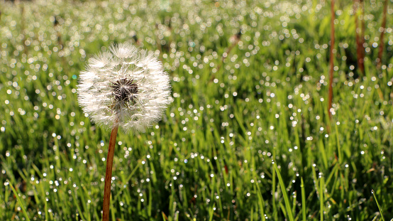 Seed head of a dandelion rises above the dew covered grass in a Midwest USA lawn on a sunny morning in summer.