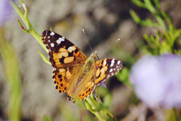 Butterfly on a flowers