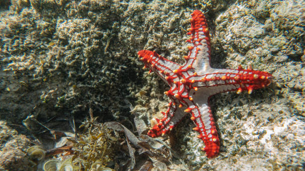 istock Red-knobbed starfish. Watamu, Kenya. 2026179226