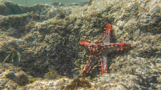 istock Red-knobbed starfish. Watamu, Kenya. 2026180195