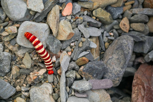 High angle view on colorful caterpillar crawls on stony ground in Hajar mountains, Oman.