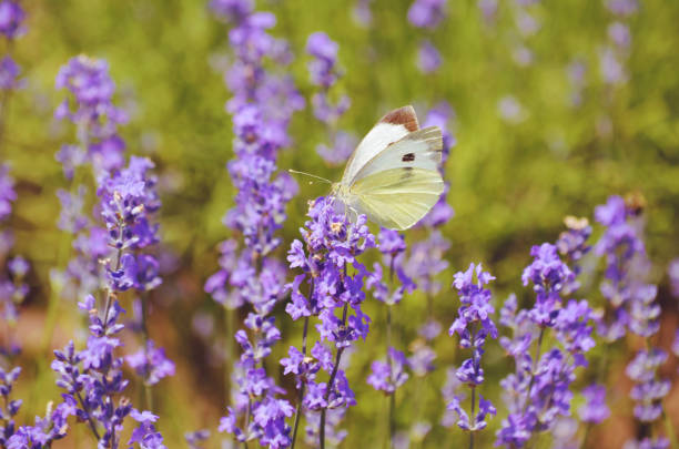 Butterfly on a flowers