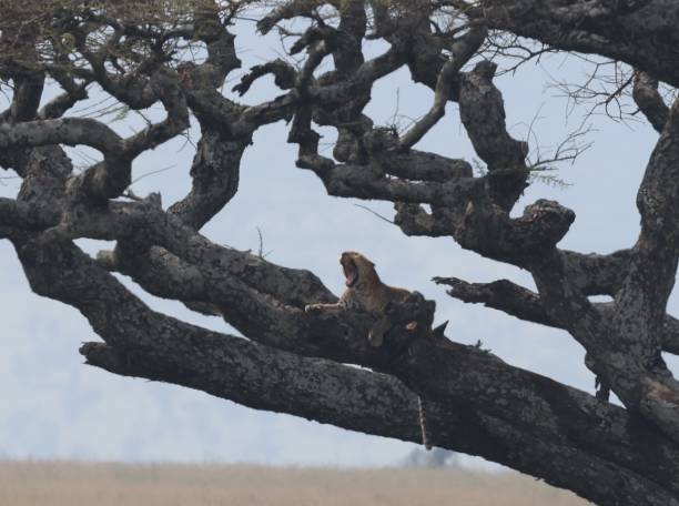 istock Silhouette of leopard resting in acacia tree 2026191319