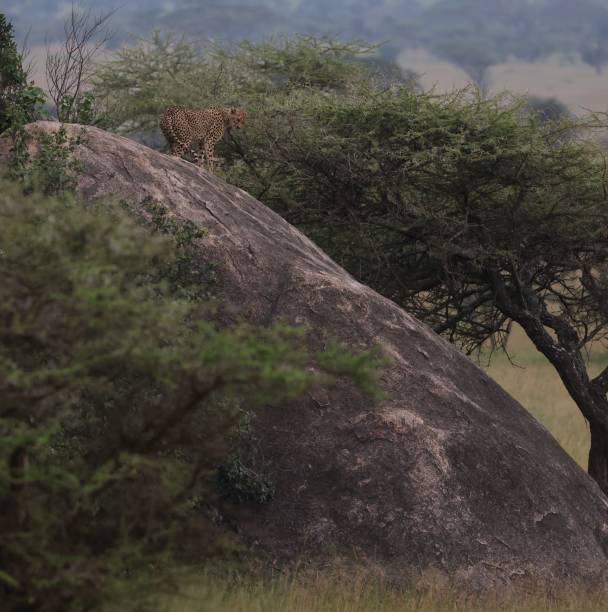 istock Cheetah sunning on rock 2026192372