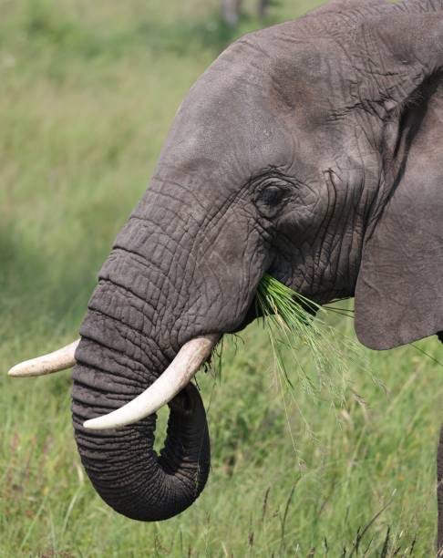 istock African elephant grazing with short tusks 2026193913