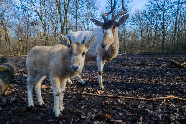 istock Addax baby with her mother in a forest 2026194428