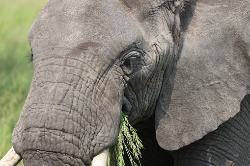 Close up of head of African Elephant eating grass in Serengeti National Park