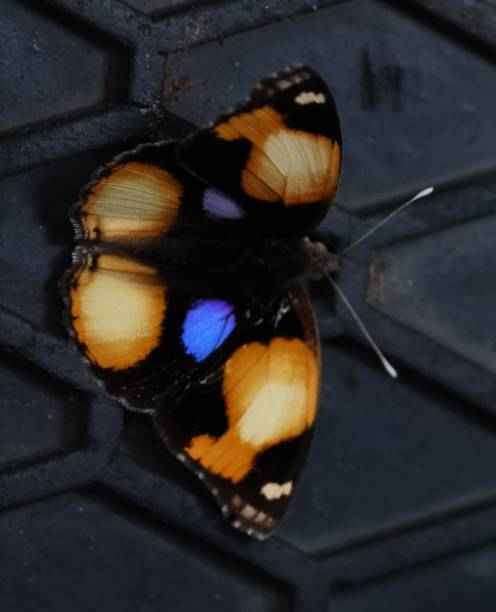 istock Beautiful butterfly resting on safari vehicle floor 2026196504