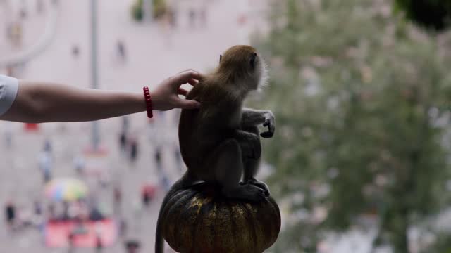 Tourist interacting with macaque at Batu Caves. Hand caressing a monkey