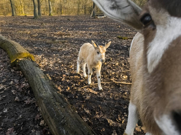 istock Addax baby with her mother in a forest 2026200740