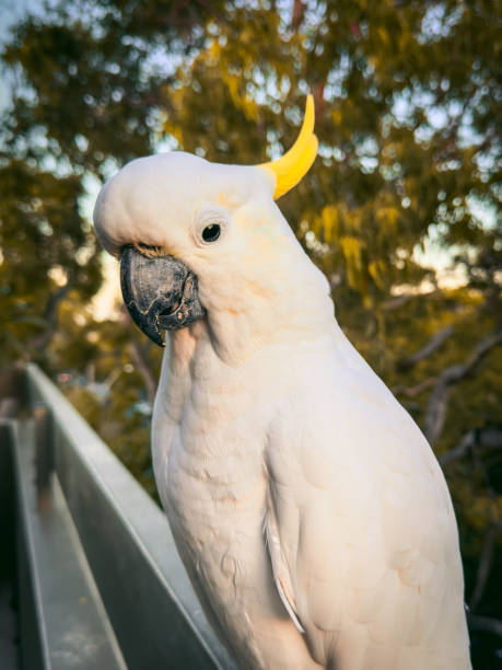 istock White Cockatoo. Parrots of  Australia. 2026201268