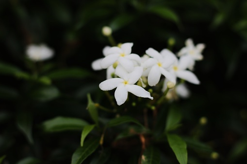White Jasmine Flower.