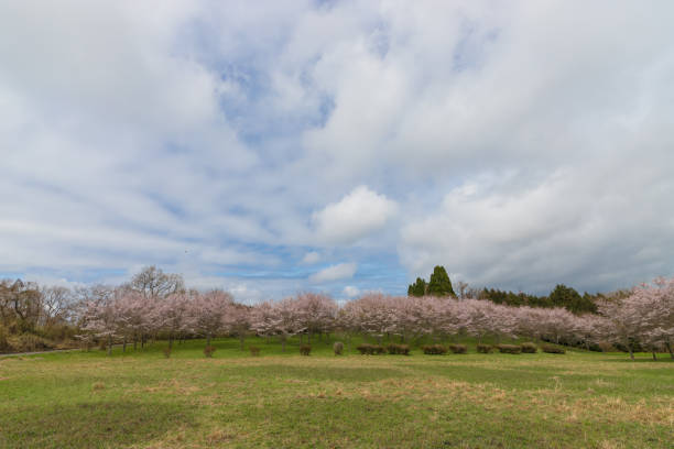it is Plaza and cherry blossom trees