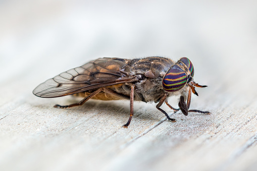 Detailed close-up of horsefly side view sitting on a wooden board
