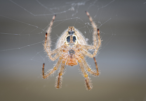 Large light brown orbweaver spider hanging upside down on its web waiting for prey