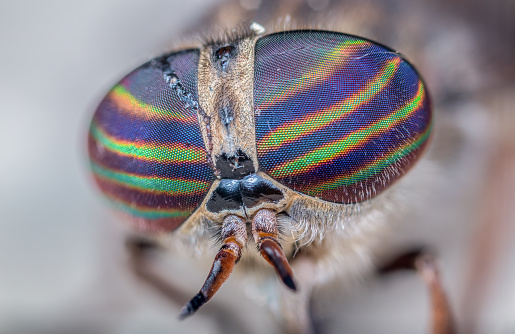 Extreme close-up of horsefly striped rainbow eyes head on view