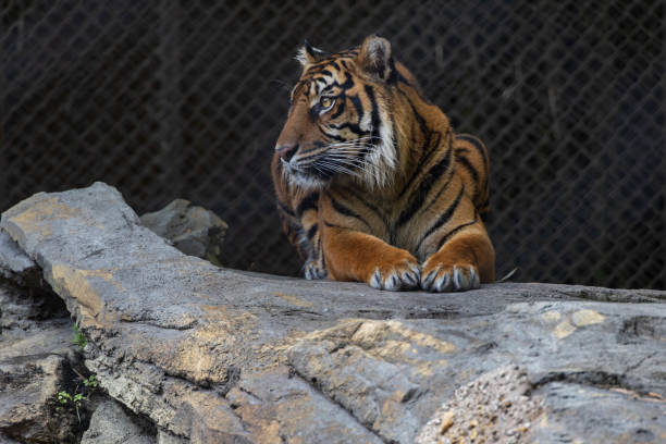istock Tiger at the zoo 2026237531