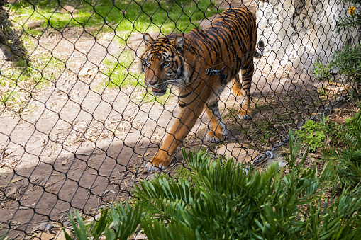 A tiger at the zoo paces along a chain link fence
