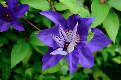 Purple clematis flowers on a bush close-up on a background of green leaves. Natural flora background