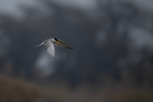River tern Flying