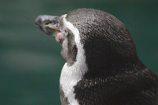 A penguin very close