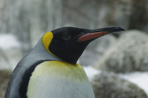 King penguin very close