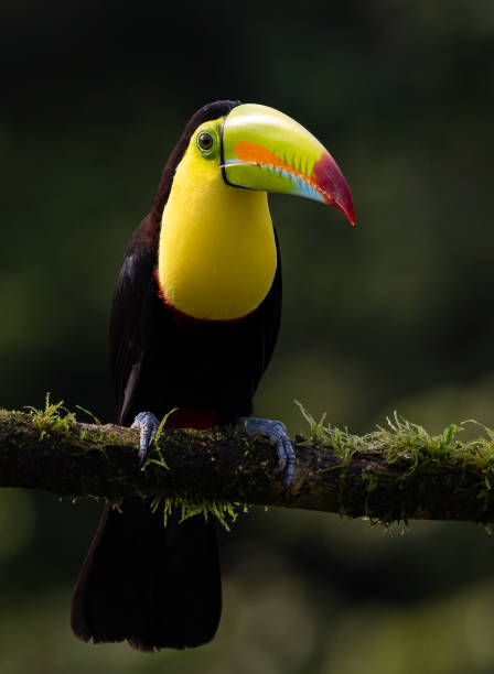 istock Toucan in Costa Rica 2026263903