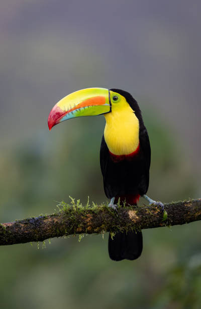 istock Toucan in Costa Rica 2026264416