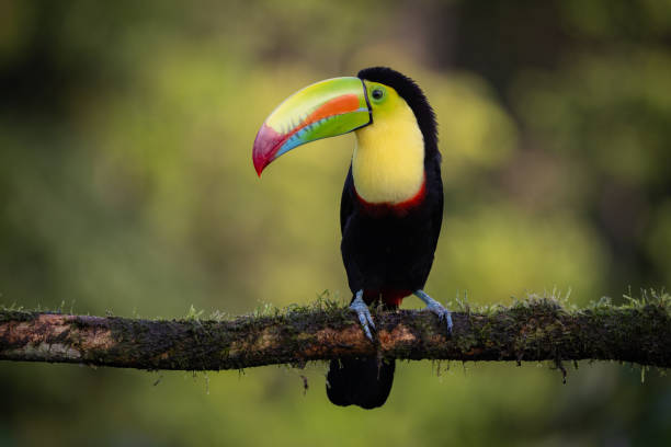 istock Toucan in Costa Rica 2026264418