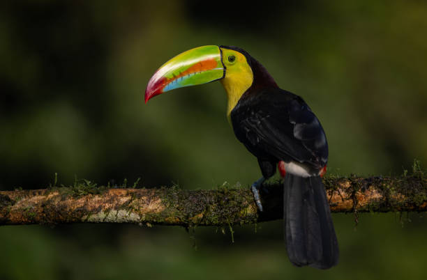 istock Toucan in Costa Rica 2026264419