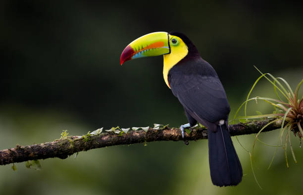 istock Toucan in Costa Rica 2026265776