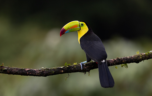 A toucan in the rainforest of Costa Rica