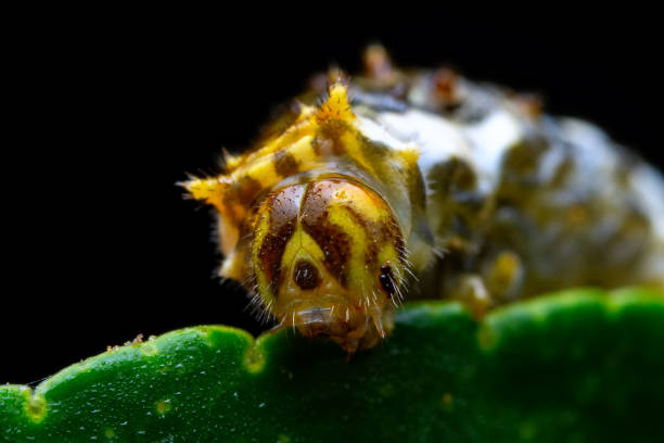 istock Lepidoptera larvae in the wild, North China 2026273253