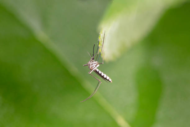 Detailed macro photograph capturing the intricate features of an insect's head, eyes, and long legs. A close look at a common fly.
