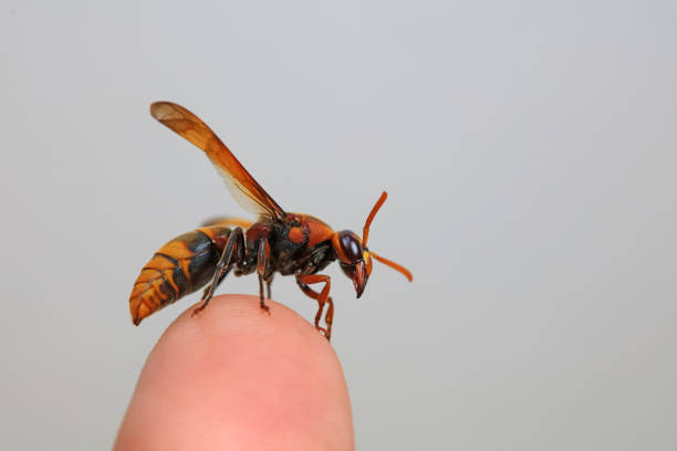 Polistes dominula European Paper Wasp Insect. Digitally Enhanced Photograph.