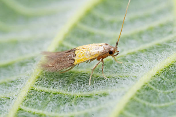 istock Lepidoptera insects in the wild, North China 2026276929