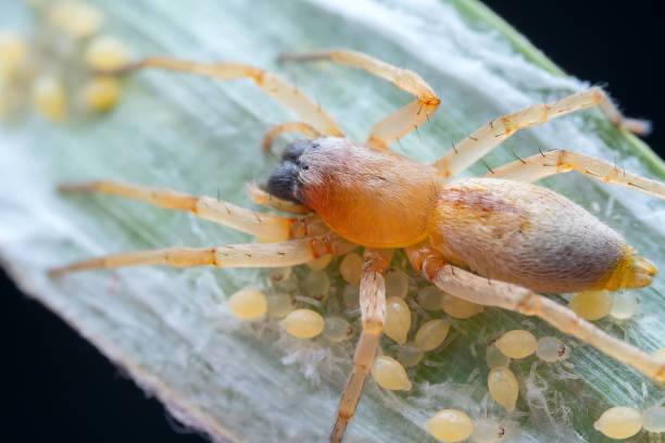 istock Spiders in the wild, North China 2026282129