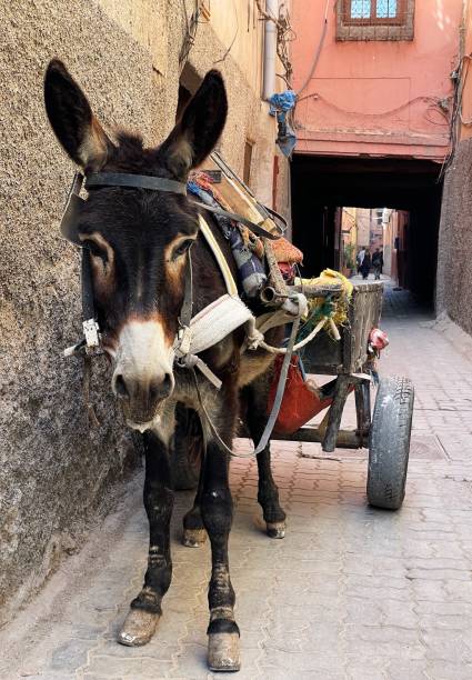 istock Donkey of Marrakech 2026282647