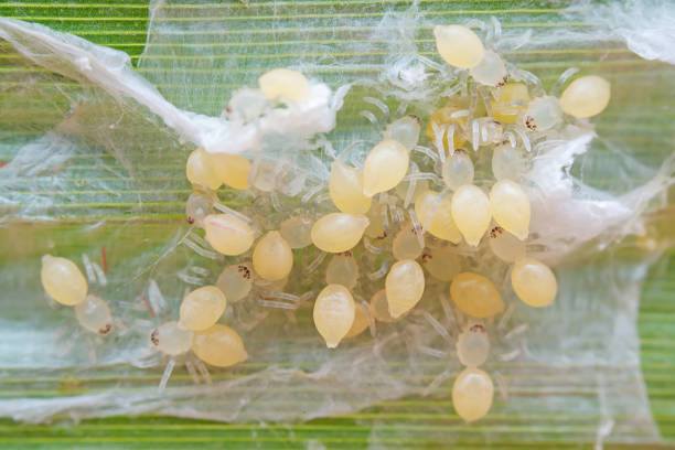 istock Spiders in the wild, North China 2026283194