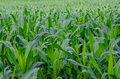 corn cultivation
