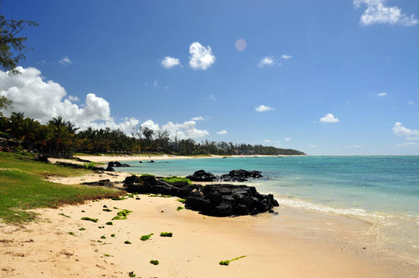 istock Palmar beach - basalt boulders and casuarina trees, Mauritius 2026301156